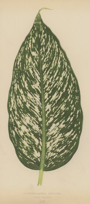 Dieffenbachia Seguina, Sorte Maculata von English School