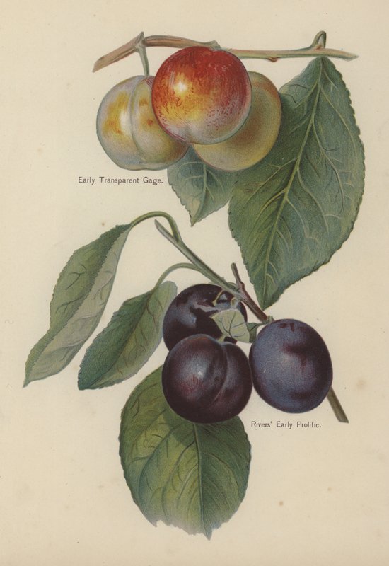 Early Transparent Gage, Rivers Early Prolific von English School