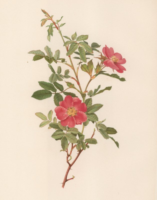 Englische Rose von English School