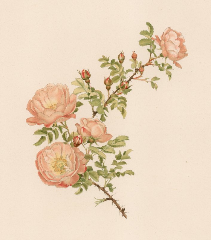 Englische Rose von English School