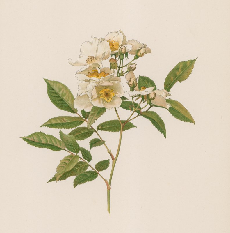 Englische Rose von English School