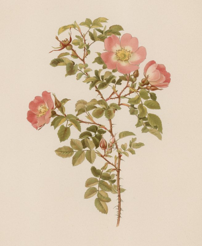 Englische Rose von English School