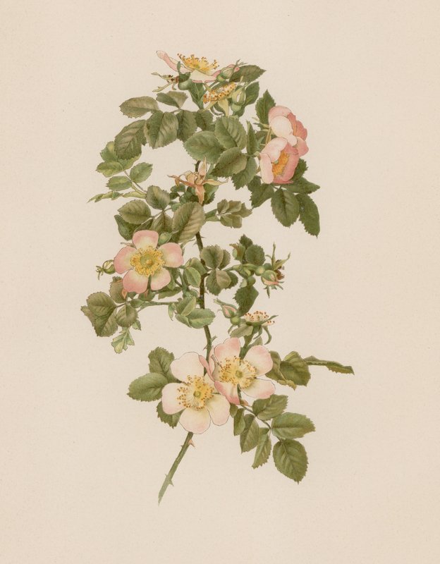 Englische Rose von English School