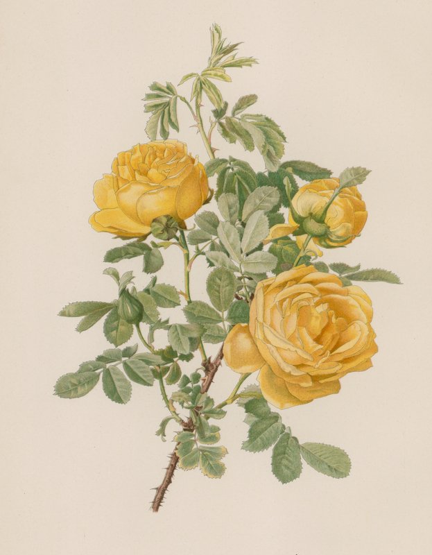 Englische Rose von English School