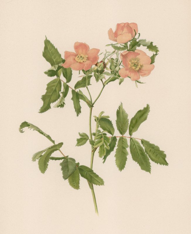 Englische Rose von English School