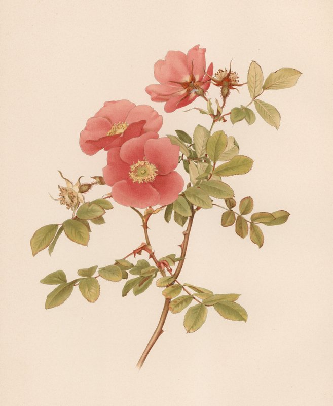 Englische Rose von English School
