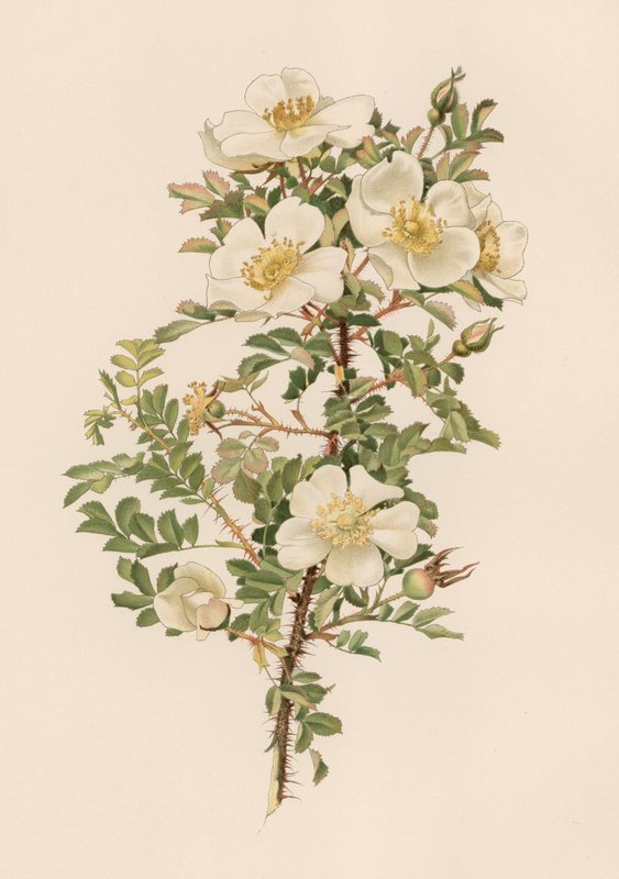 Englische Rose von English School