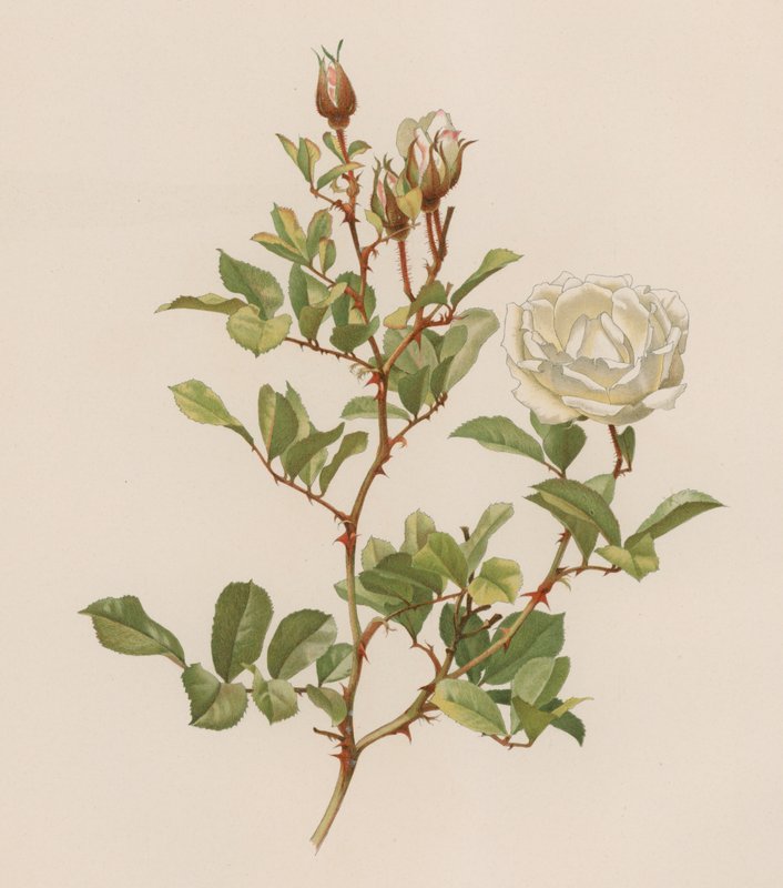 Englische Rose von English School
