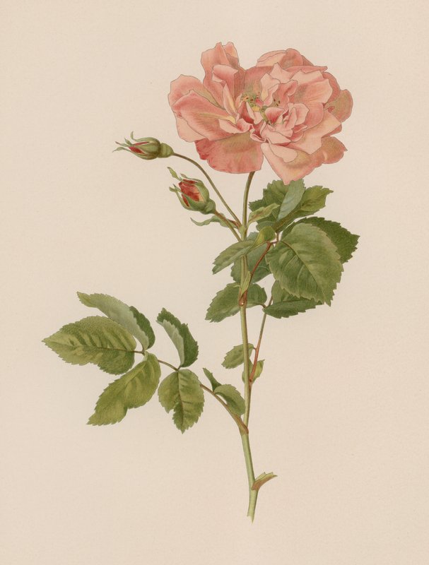 Englische Rose von English School
