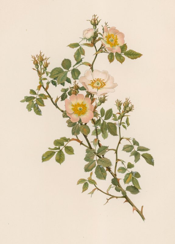 Englische Rose von English School