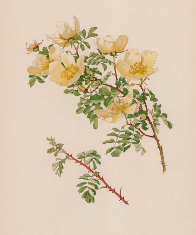 Englische Rose von English School