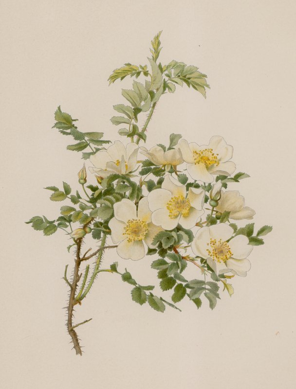 Englische Rose von English School