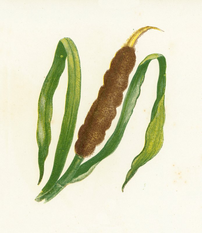 Breitblättriger Rohrkolben, Typha Latifolia von English School