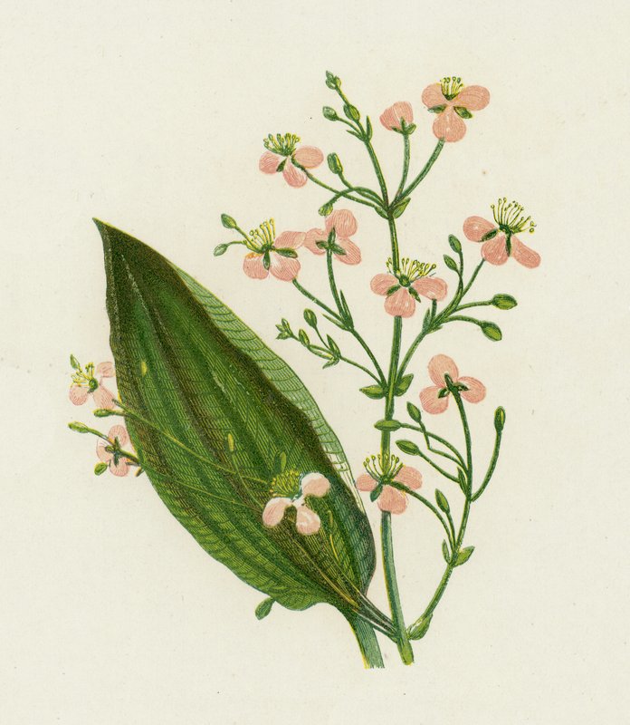 Großer Wasserampfer, Alisma Plantago von English School