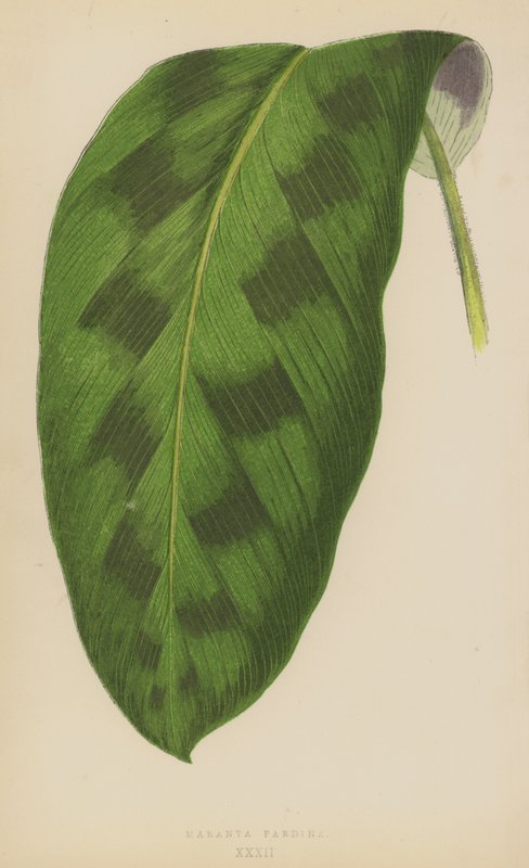 Maranta Pardina von English School