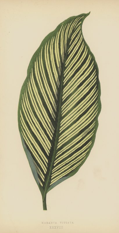 Maranta Vittata von English School