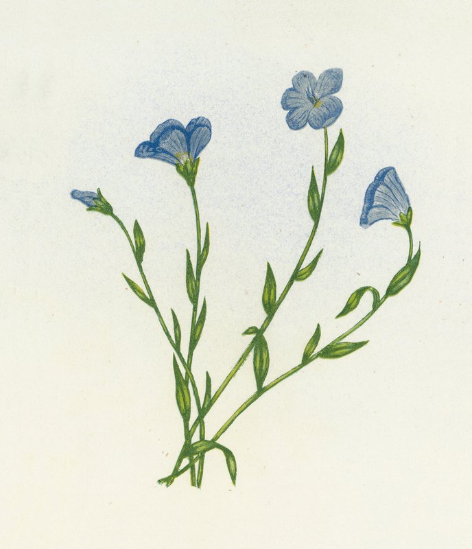 Schmalblättriger Lein, Linum Angustifolium von English School