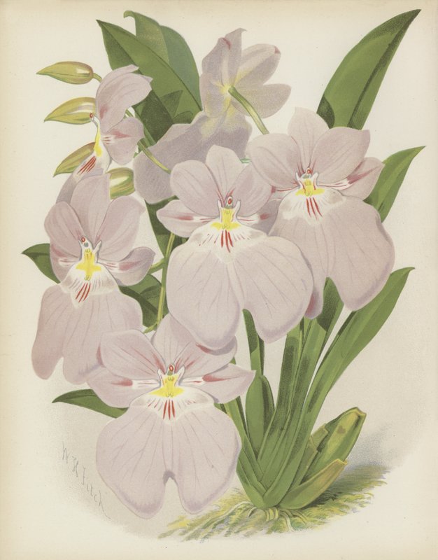 Odontoglossum Vexillarium von English School