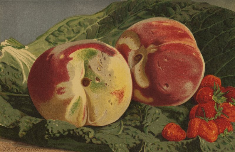Pfirsiche und Erdbeeren von English School