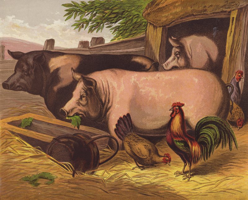 Schweine von English School