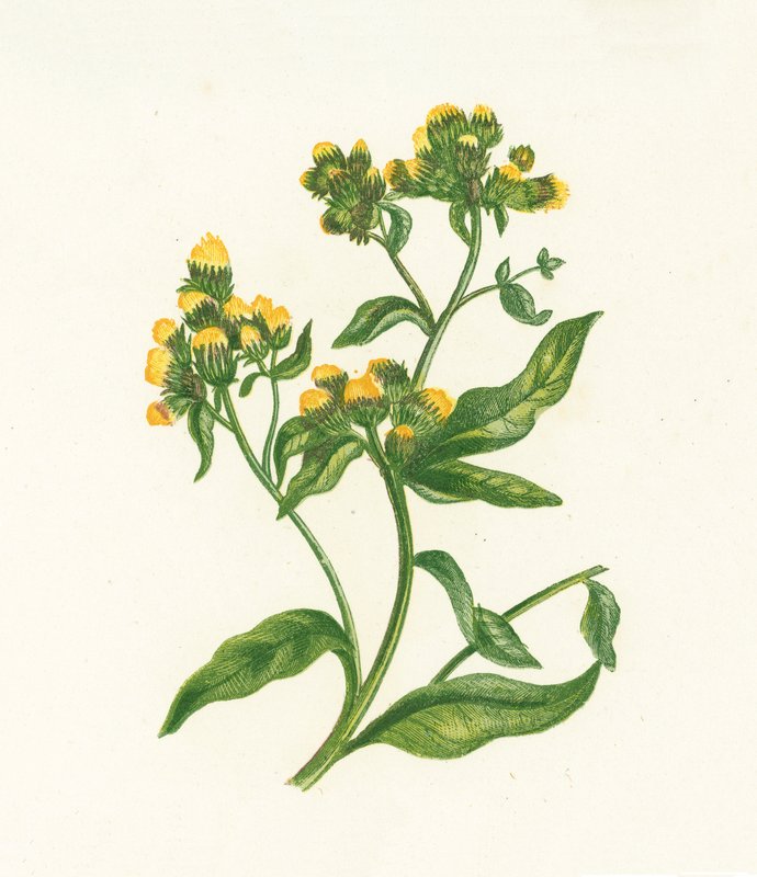 Alant, Inula Conyza von English School