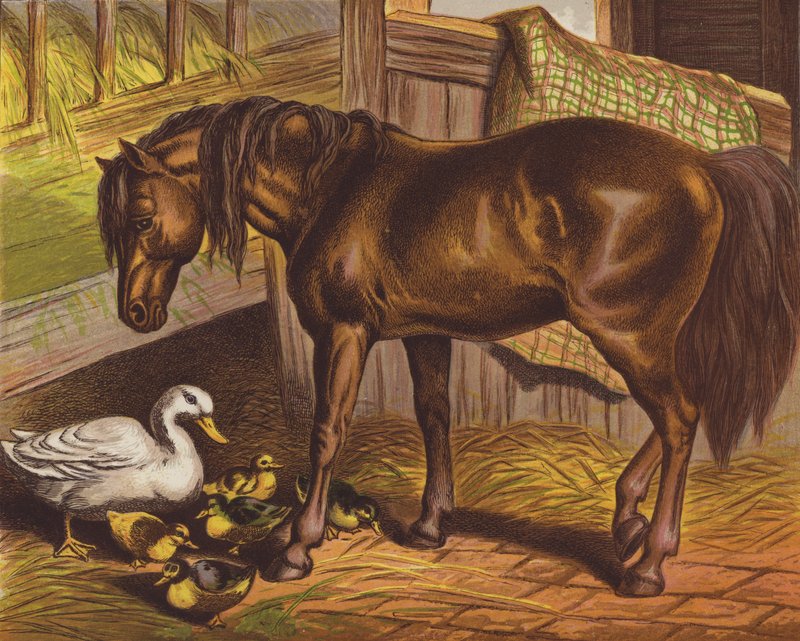 Pony von English School