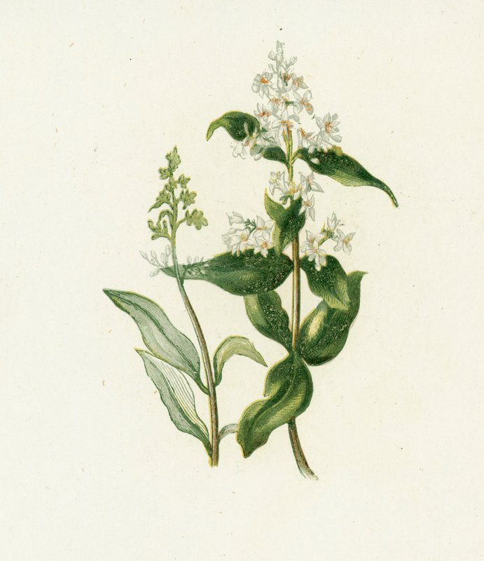 Liguster, Ligustrum Vulgare von English School