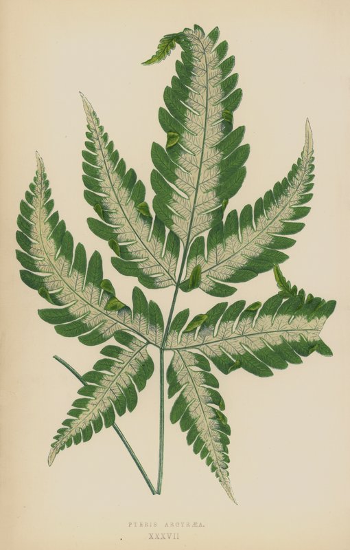 Pteris Argyraea von English School