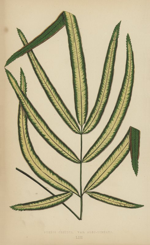 Pteris Cretica, Sorte Albo-Lineata von English School