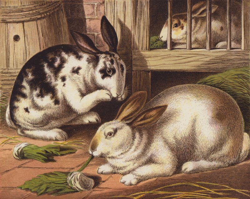 Kaninchen von English School