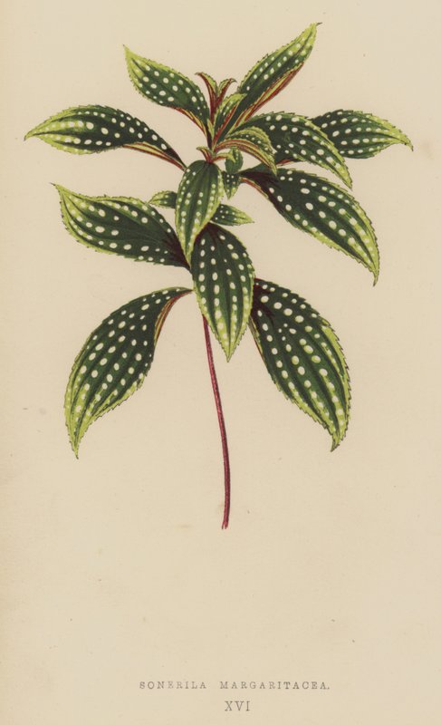 Sonerila Margaritacea von English School