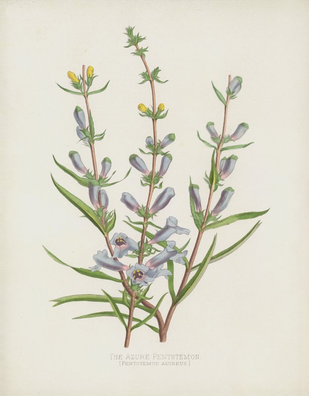 Der Azurblaue Pentstemon, Pentstemon Azureus von English School