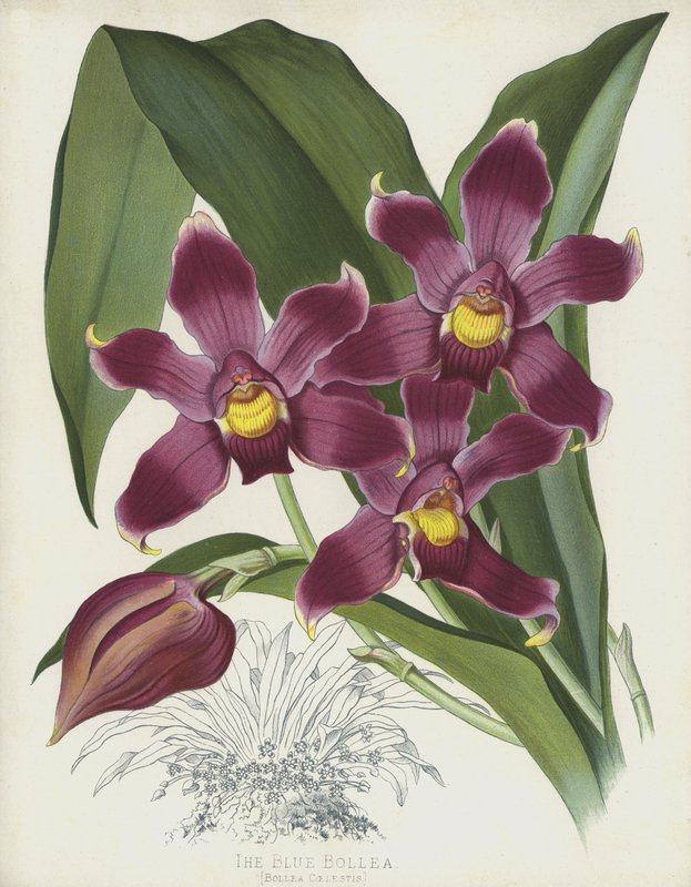 Die Blaue Bollea, Bollea Coelestis von English School