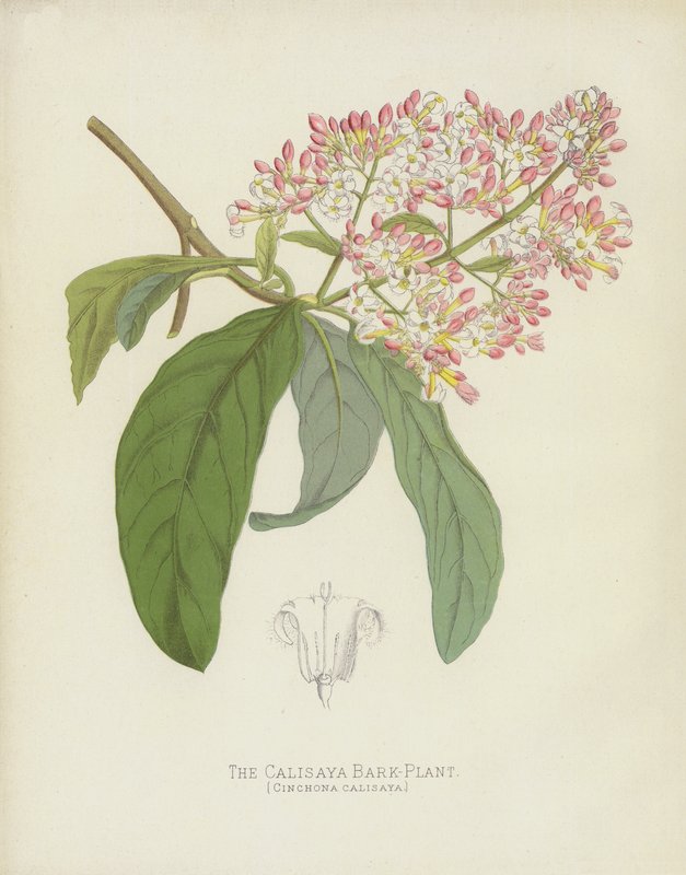 Die Calisaya-Rindenpflanze, Cinchona Calisaya von English School