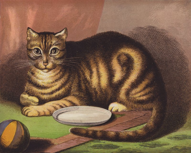 Die Katze von English School