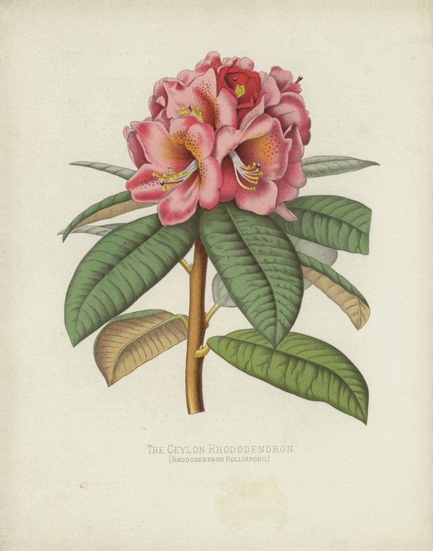 Das Ceylon-Rhododendron, Rhododendron Rollissonii von English School