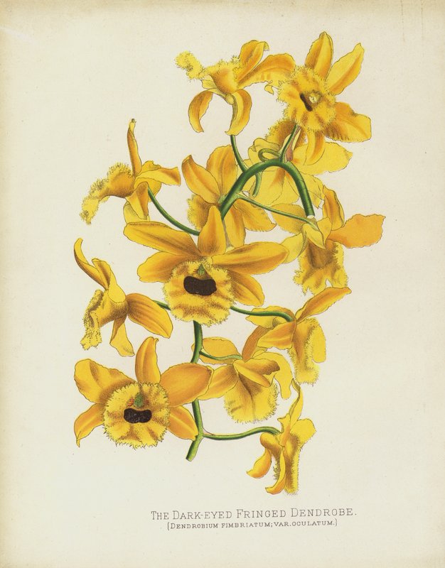Die Dunkeläugige Fransen-Dendrobe, Dendrobium Fimbruatum; var Oculatum von English School