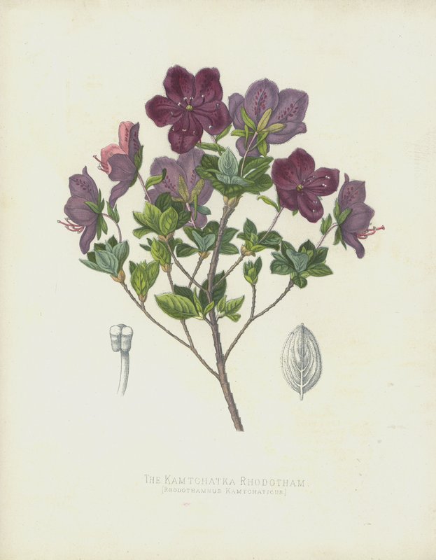 Der Kamtschatka Rhodotham, Rhodothamnus Kamtchaticus von English School