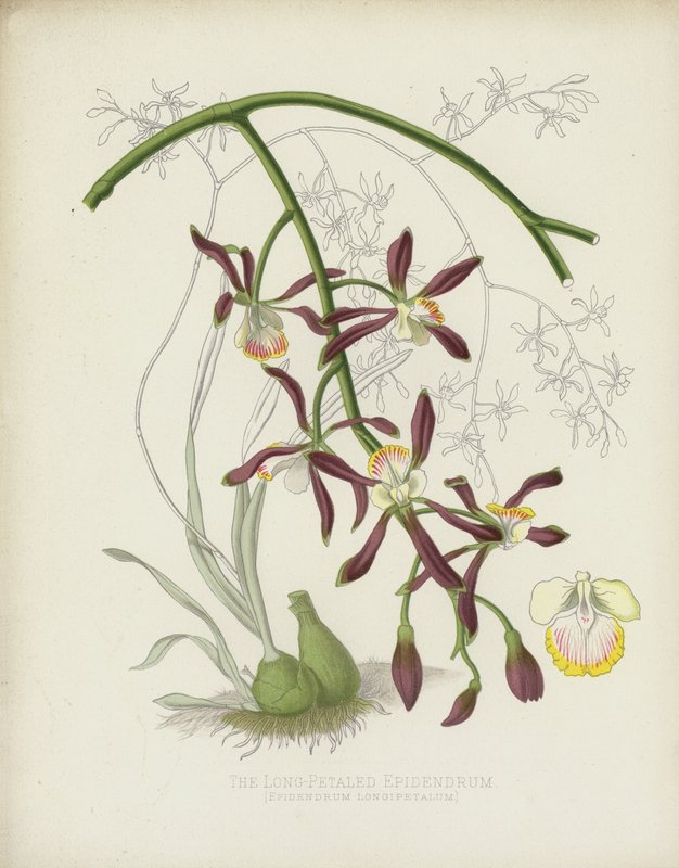 Das Langblättrige Epidendrum, Epidendrum Longipetalum von English School