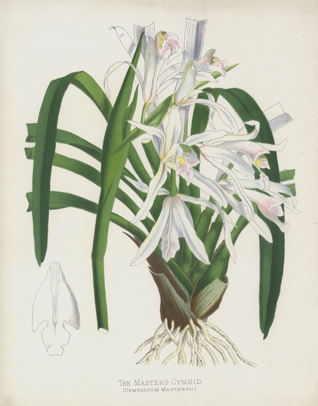 Die Masters Cymbid, Cymbidium Mastersii von English School