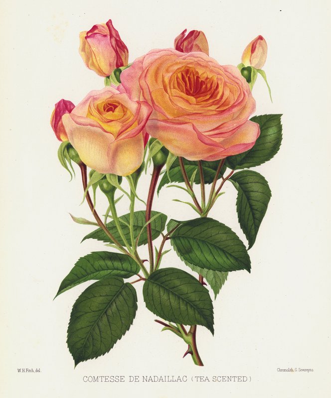 Der Rosengarten: Comtesse De Nadaillac, Teeduftend von English School