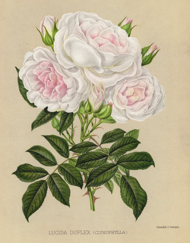 Der Rosengarten: Lucida Duplex, Clynophylla von English School
