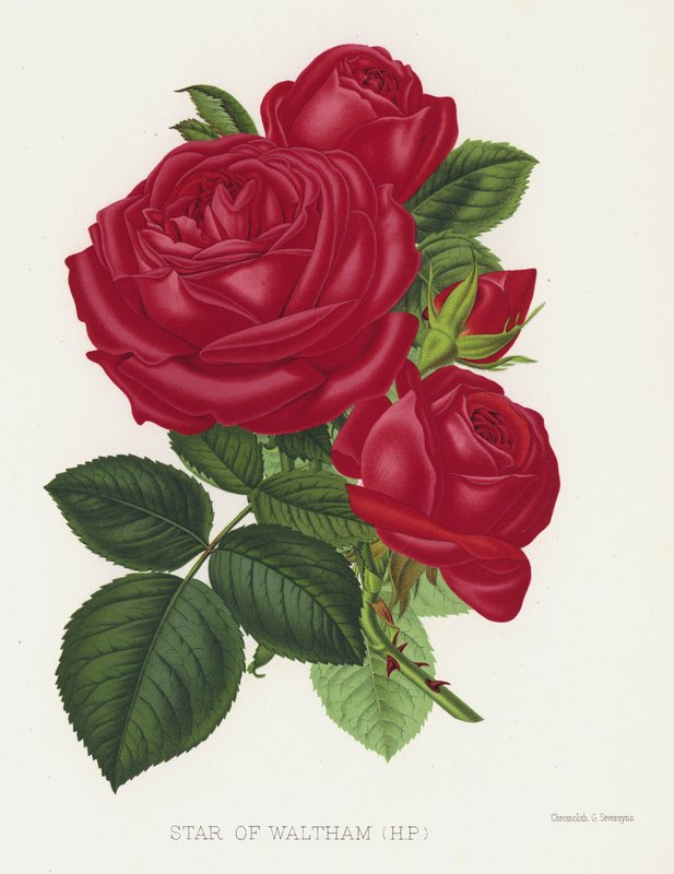 Der Rosengarten: Stern von Waltham, HP von English School
