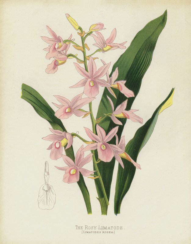 Die Rosige Limatode, Limatodes Rosea von English School