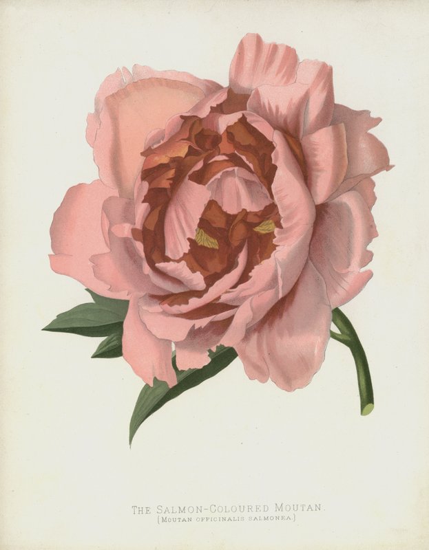 Der Lachsfarbene Moutan, Moutan Officinalis; Salmonea von English School