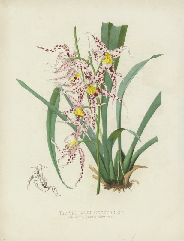 Der Gefleckte Odontoglot, Odontoglossum Naevium von English School