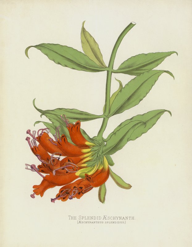 Der Prächtige Aeschynanth, Aeschynanthus Splendidus von English School