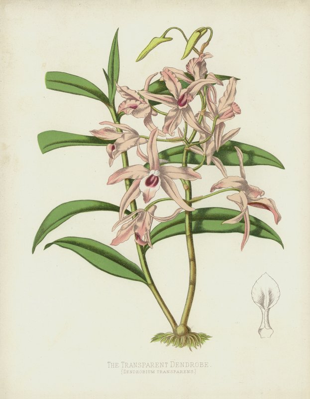 Die Durchsichtige Dendrobe, Dendrobium Transparens von English School