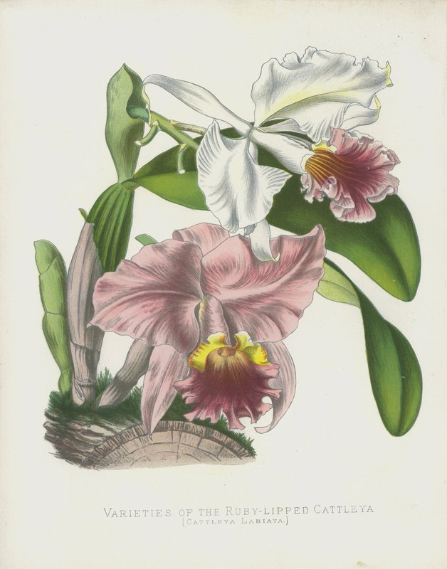 Sorten der Rubinlippen-Cattleya, Cattleya Labiata von English School