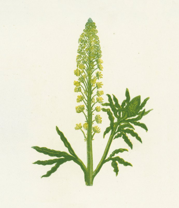Wilde Resede, Reseda Lutea von English School